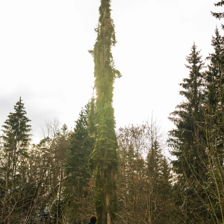 Säulenfichte | © HERB-MediaVGmbH