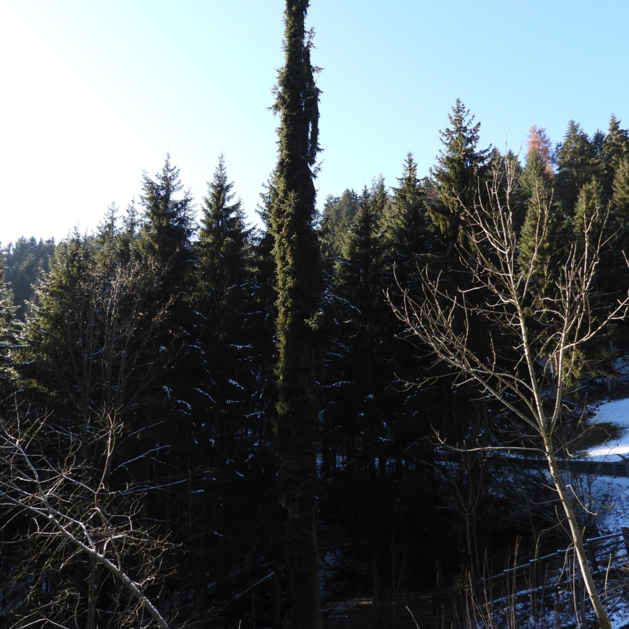 "Säulenfichte" - Winter | © Michael Hinteregger - TV-Kiens